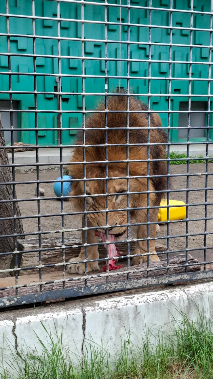 第一次在動物園看到獅子用餐