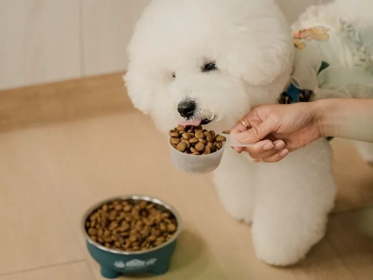 圖說：餵食不再憑感覺！透過倍力精準測量飼料勺，搭配「餵食計算機」，為毛寶貝量身控管每日所需卡路里。（資料來源：倍力寵物健康食品）
