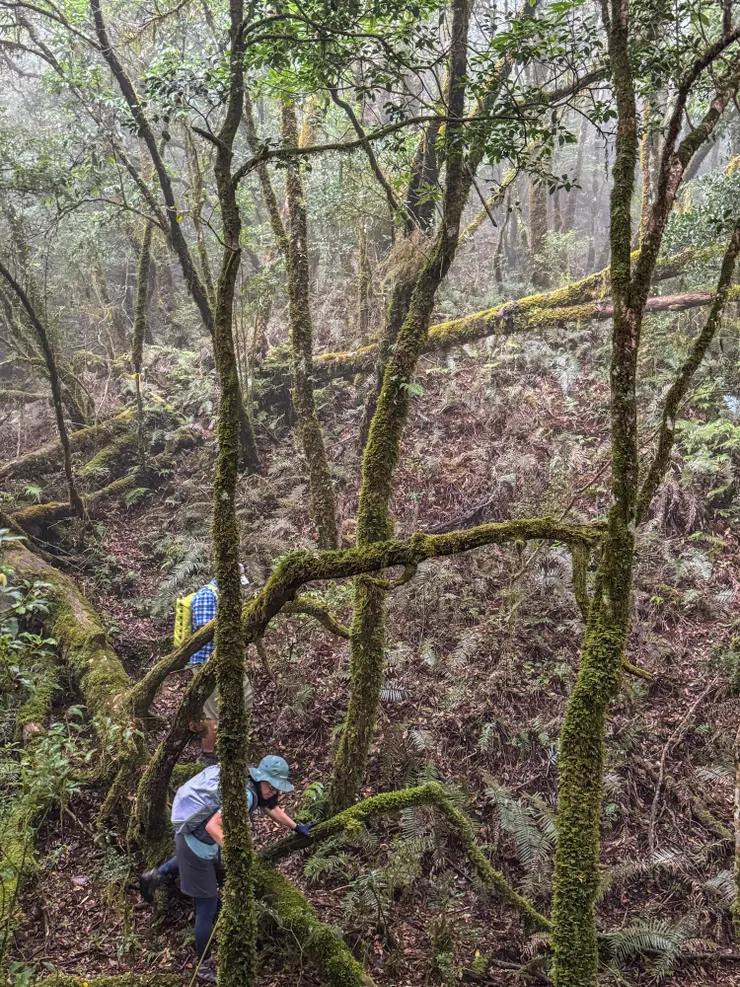 下坡步距大，路有些溼滑必須小心。