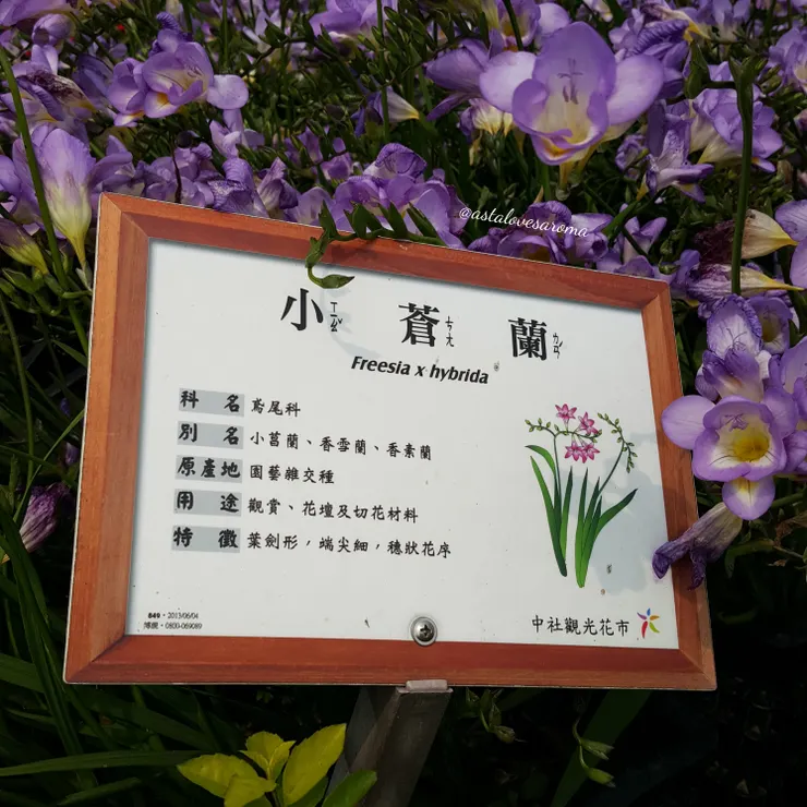 小蒼蘭 - 攝於中社觀光花市