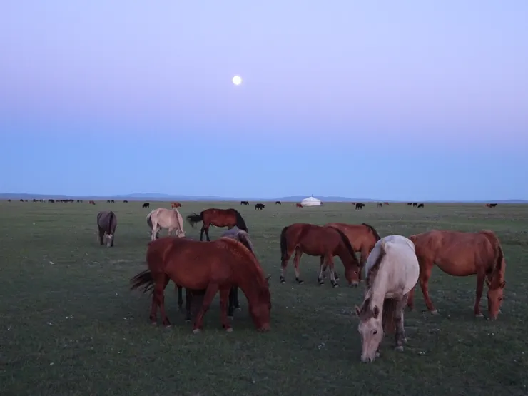 馬兒與我這麼近