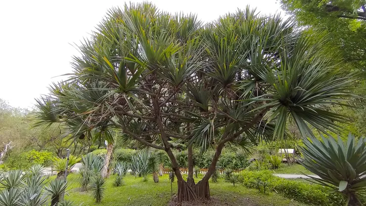 露兜樹Pandanus tectorius 