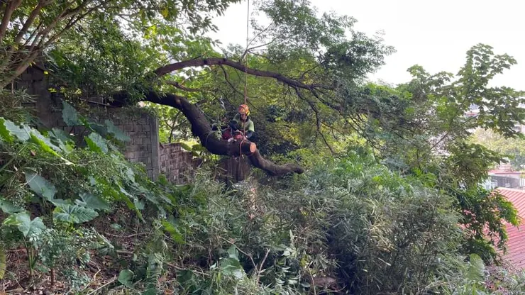 這個最困難的是要把樹幹拖出來，非常的重