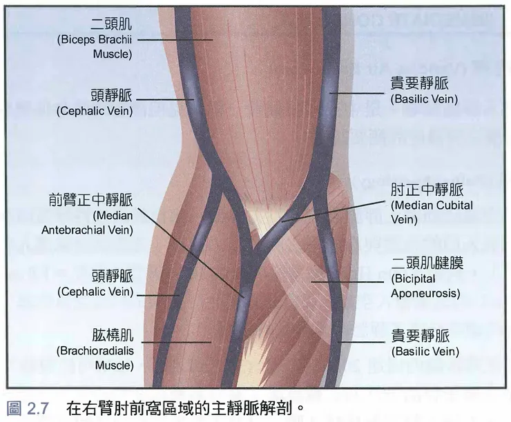 上臂的主要靜脈又可被分為淺層跟深層,而靜脈注射施打的即是淺層靜脈,通常都是選擇肘正中靜脈、貴要靜脈、頭靜脈三條淺層主靜脈來施打。