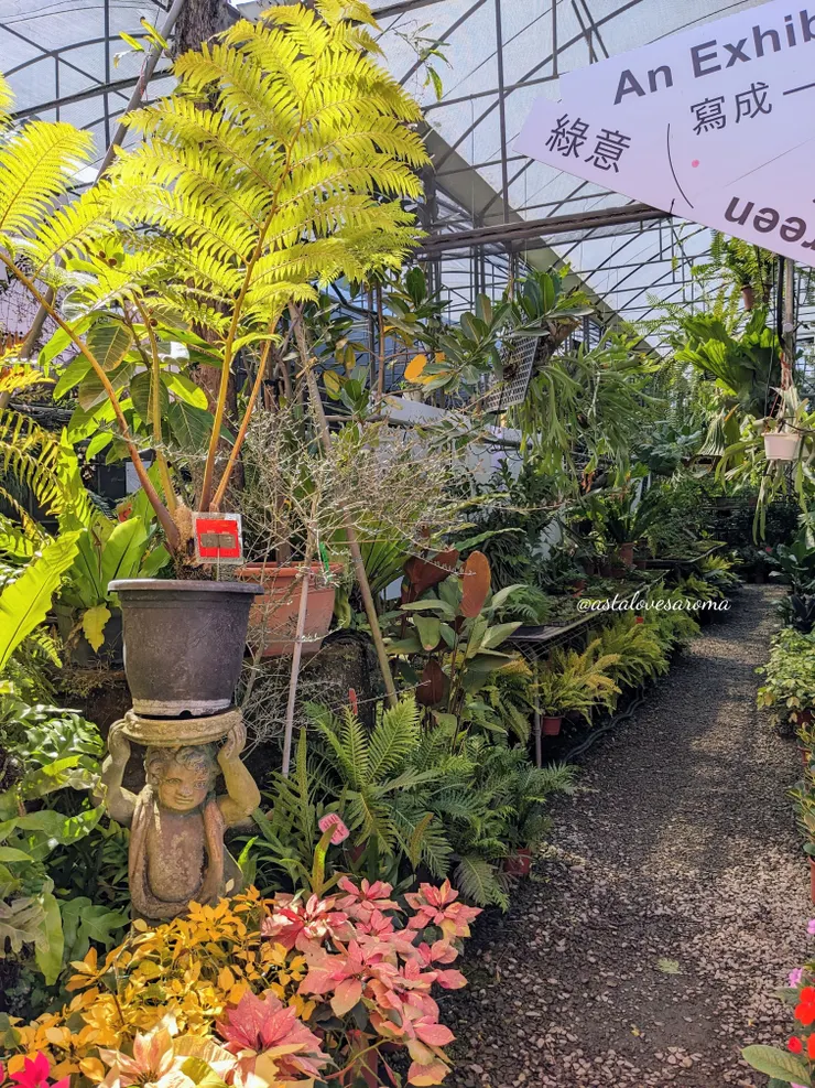 另一邊的溫室以蕨類植物為主