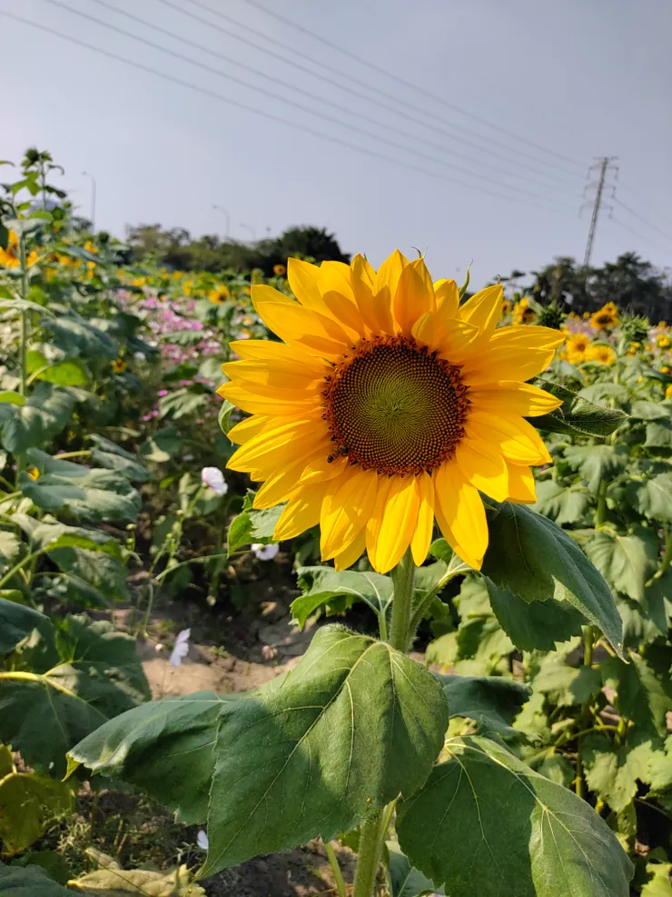 蜜蜂：這裡的花粉好多啊！~^^