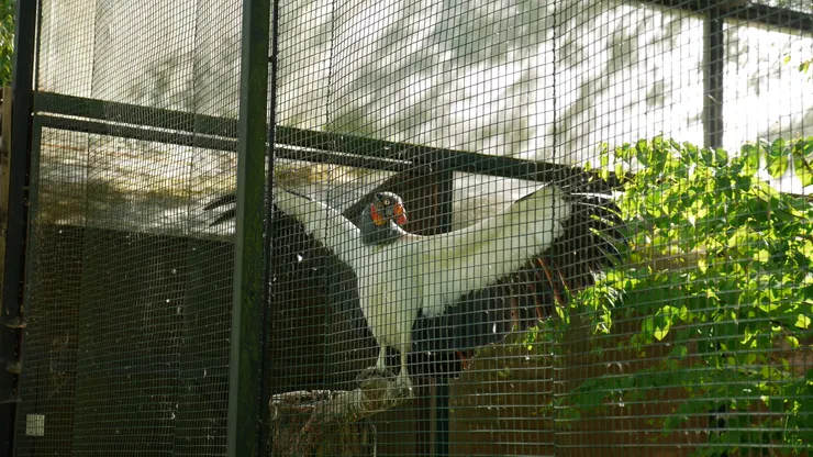 一直打開翅膀給我們拍的鳥