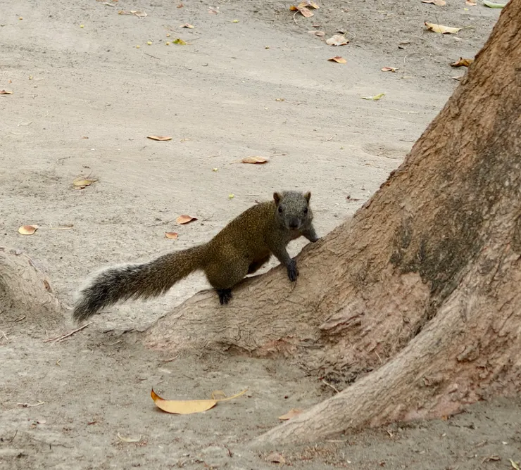 對我很是好奇的松鼠