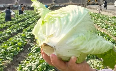 麥寮~生菜要吃自己採！