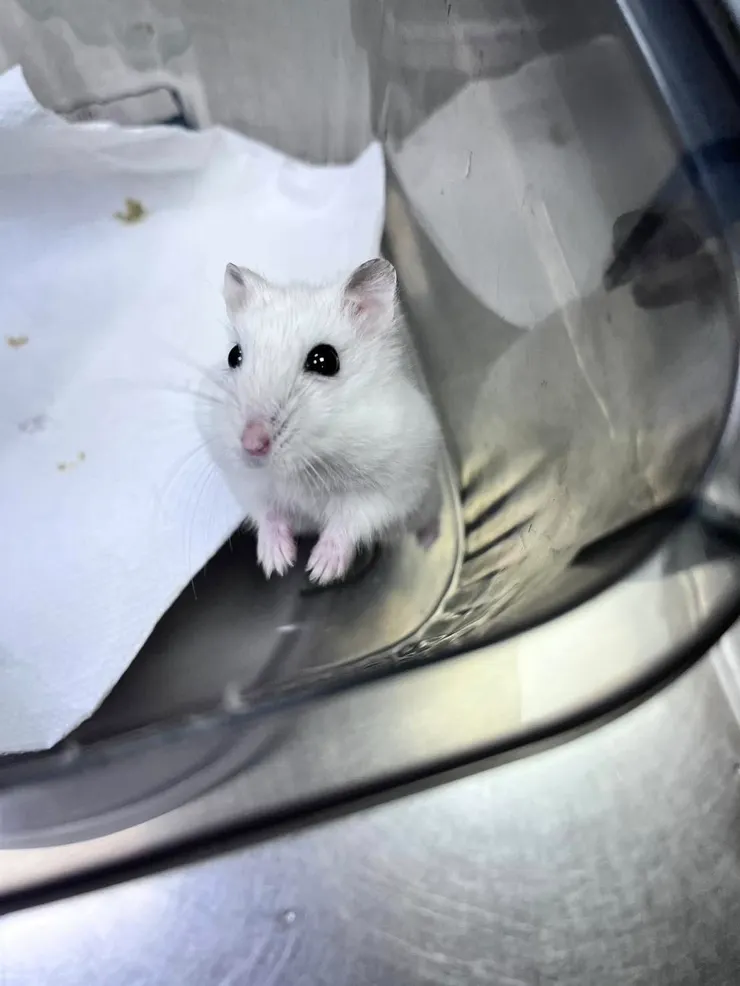 白白嫩嫩的小可愛