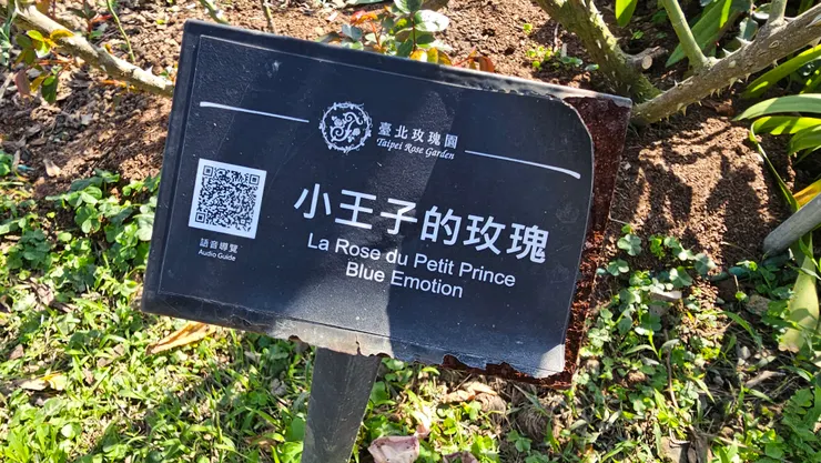 小王子的玫瑰這個學名好可愛!