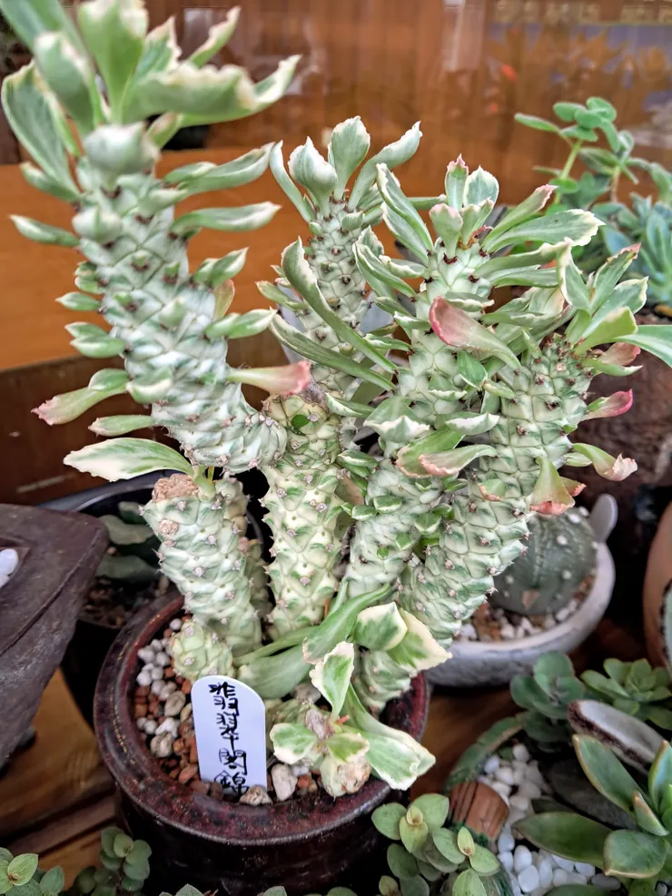 多肉植物／拍攝