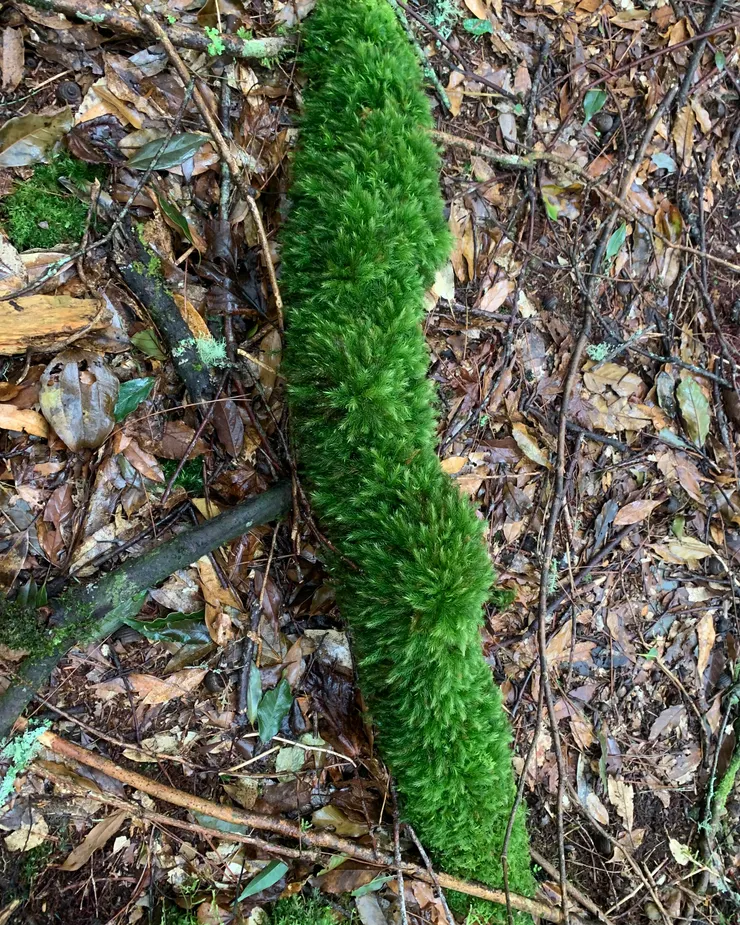 這是一隻焰苔貓貓！