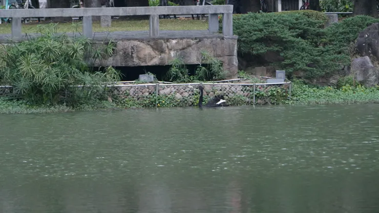 天鵝