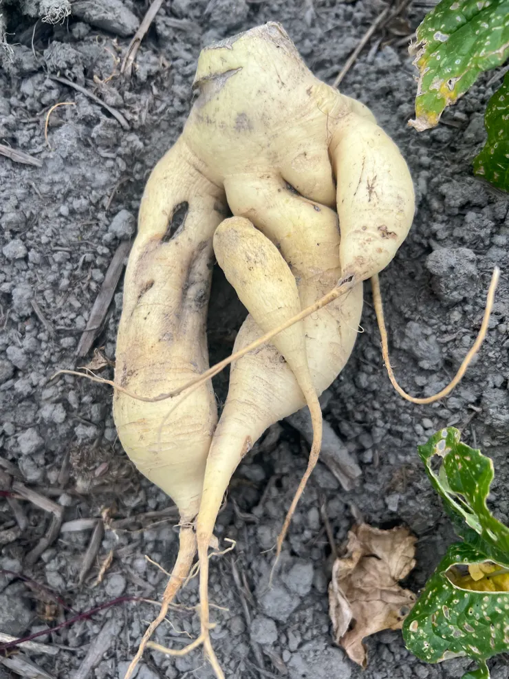 形狀特別的蘿蔔