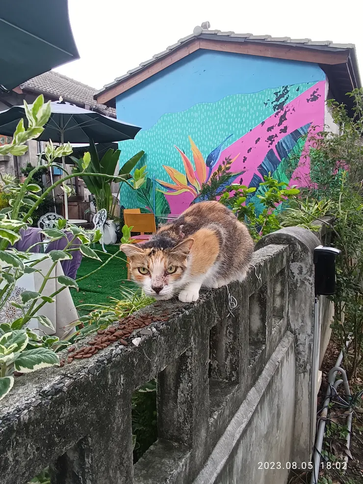 同上，怎麼瞧貓似怕我搶她糧