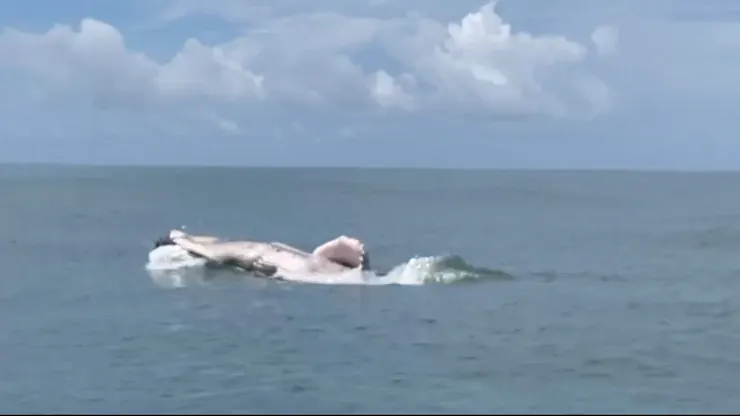 跳起來的小鯨魚