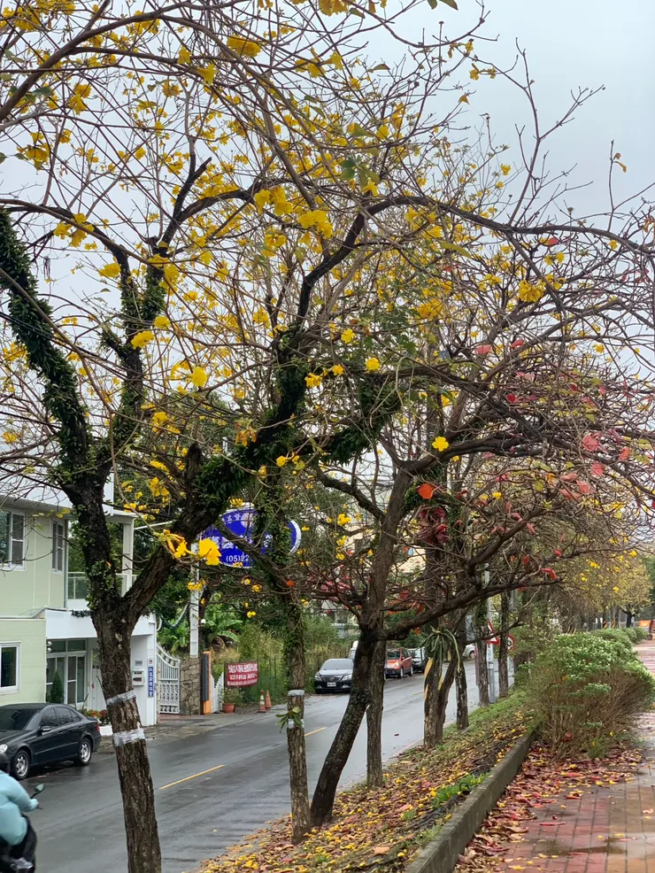 2025/03/06拍攝於八掌溪河畔