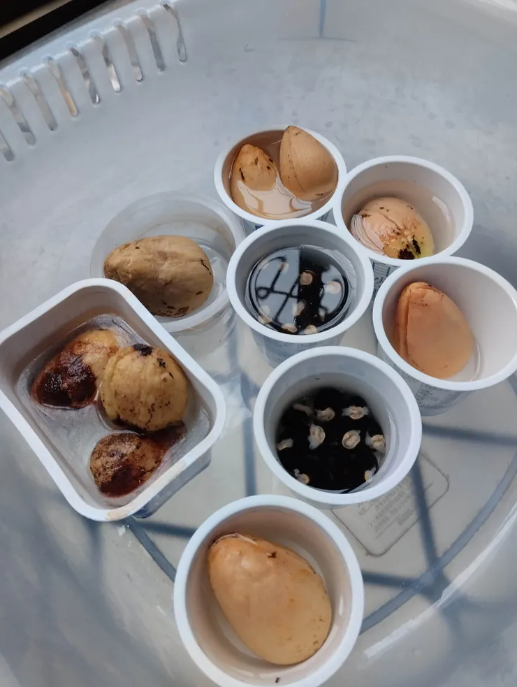 將吃完剩下的的酪梨籽浸泡在清水中(混進了二杯桂圓籽)