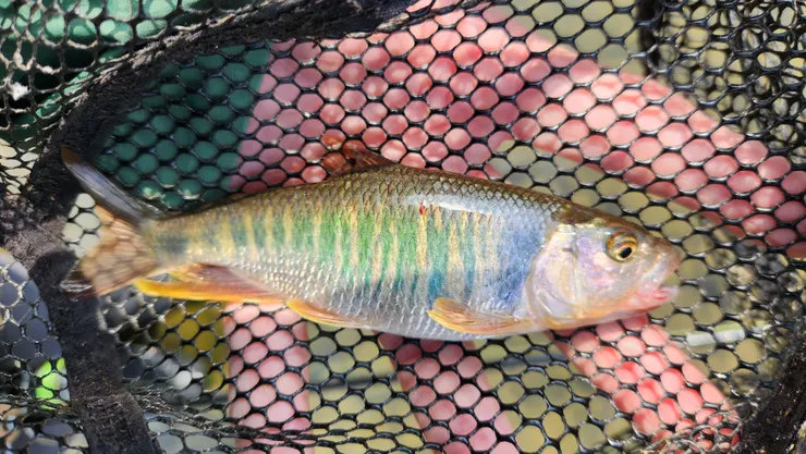 等氣溫上升後，顏色會愈來愈鮮豔