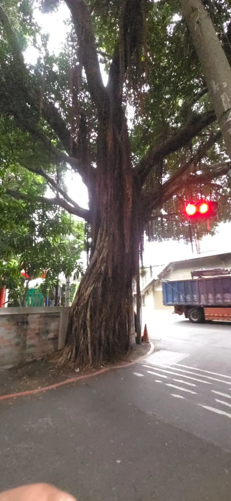 老樹亮起了紅燈，禁止再砍樹木！