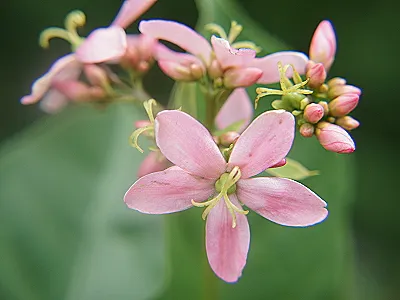 src