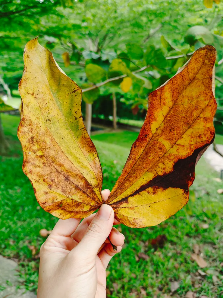 我喜歡這片樹葉，像是一隻美麗的蝴蝶。