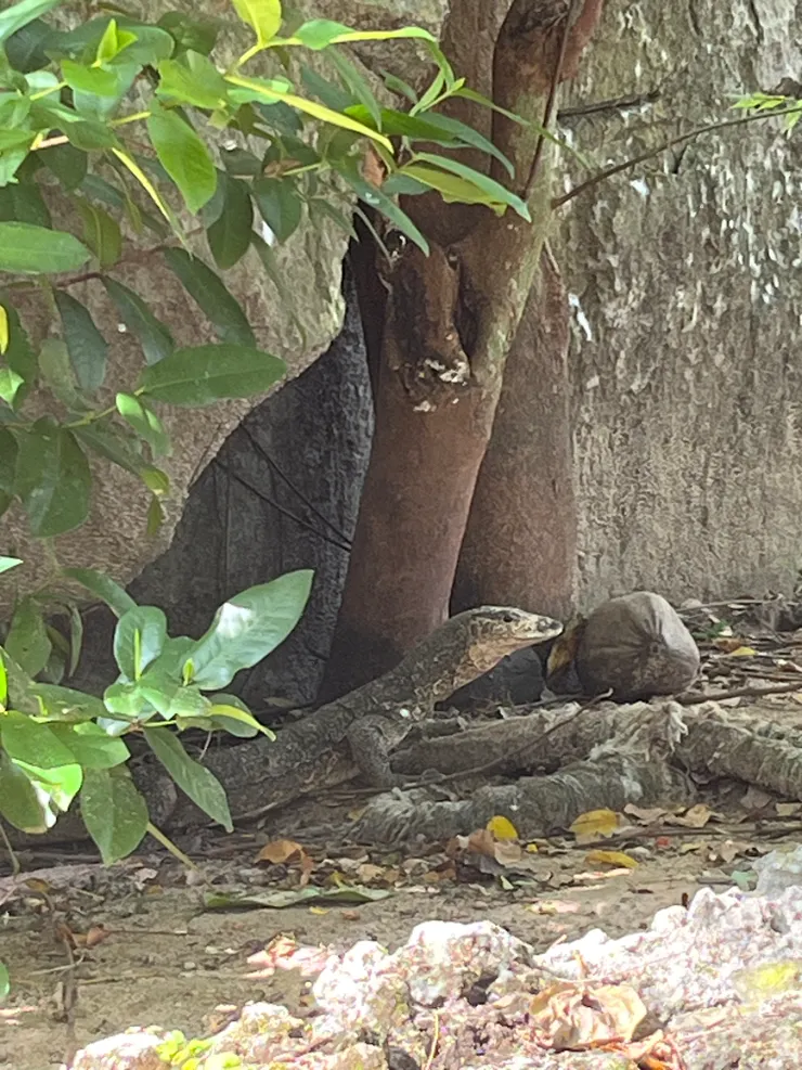 超可愛的黑島巨蜥!