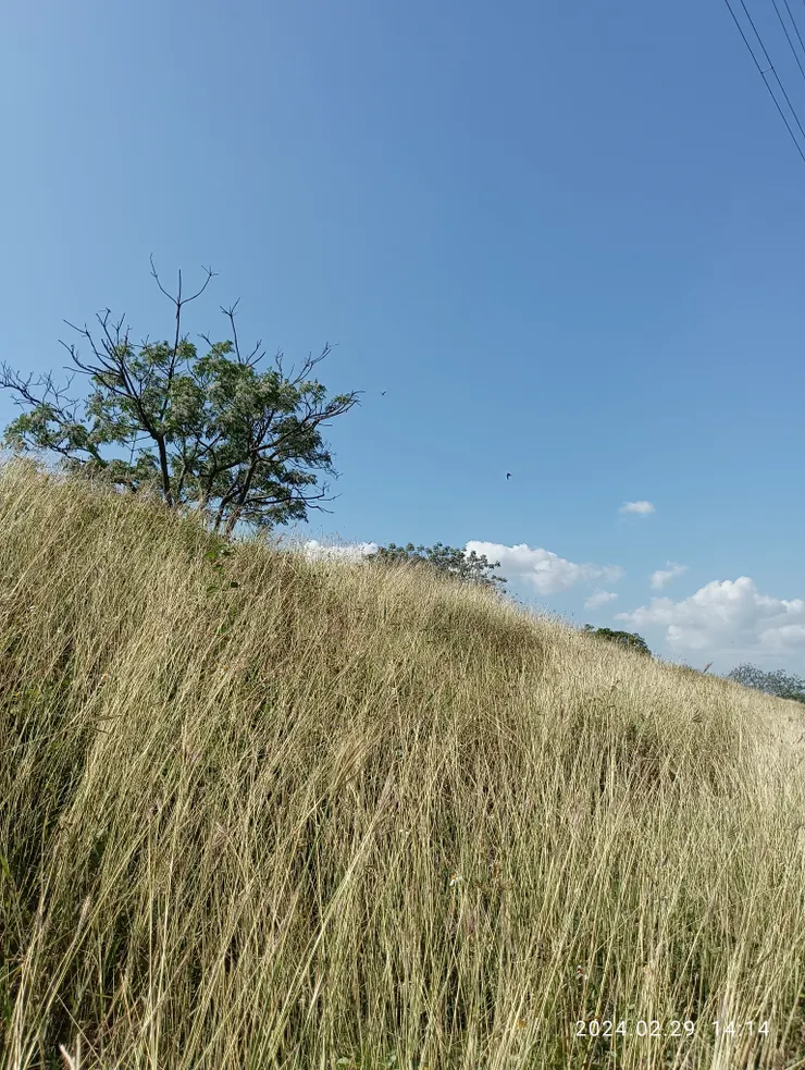 陽豔風斜光映草莖，自拍