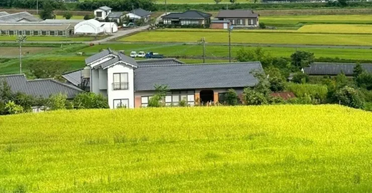 日本鄉村稻田與民宅風景