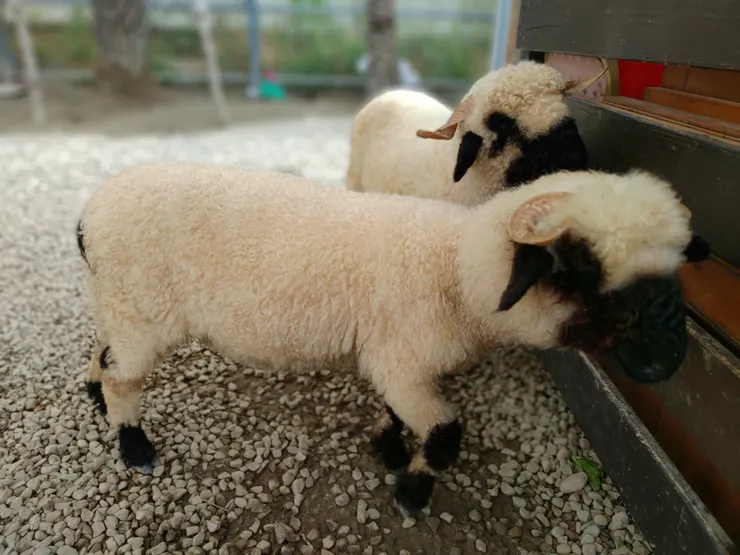 羊2：啊！我們擦撞了，你有買保險嗎？　　羊1：咩～～咩～～