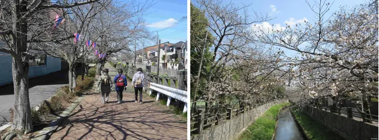 左圖為2024年散步夥伴。右圖為2025年真間川一景。