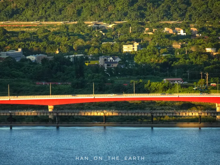 鷺群沿著大漢溪飛來，經過紅色的溪洲大橋