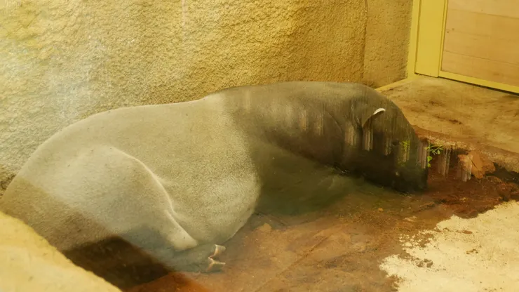 肥嘟嘟的馬來貘