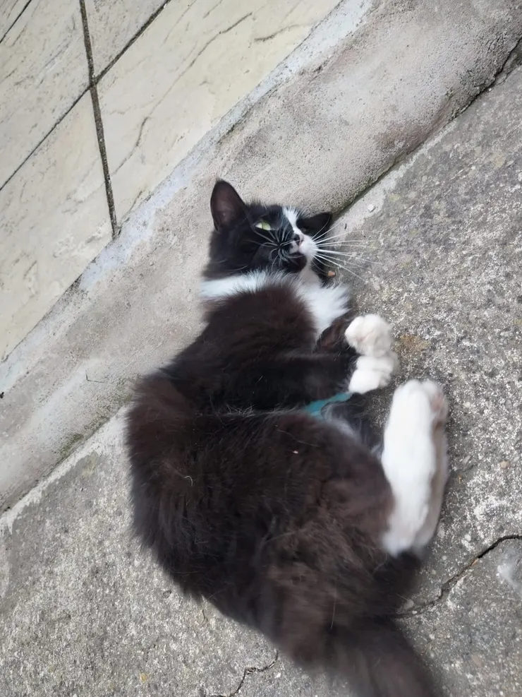 而我是一隻貓薄荷迷，我真的會發瘋！就會不停踢腿，踢到脫毛。