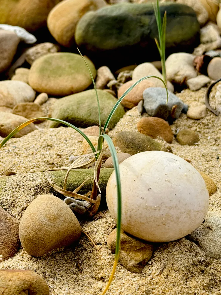 到底是誰把他的小baby移留在這裡呢？