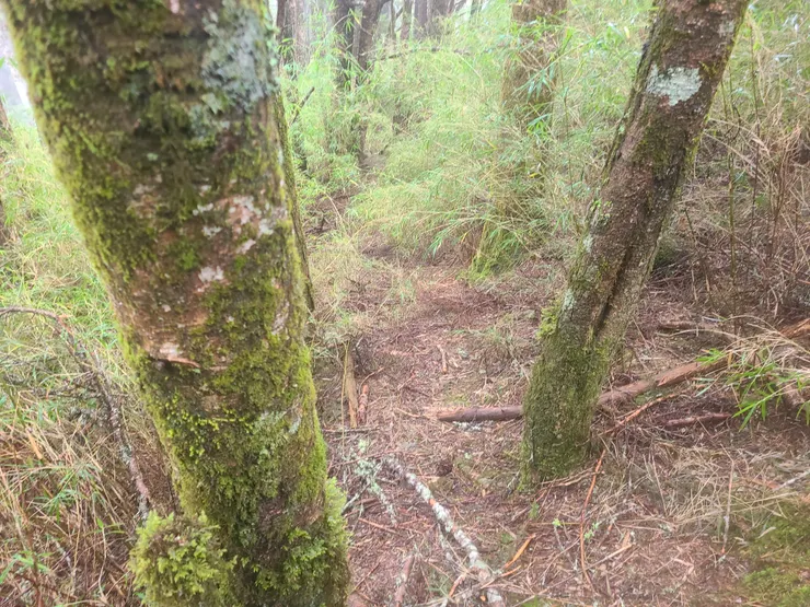 沒有路條，但明顯有路跡