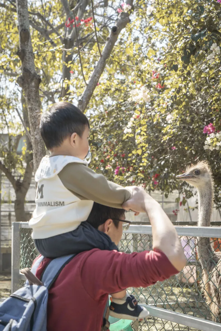 鴕鳥真的是各大親子園區常駐XD