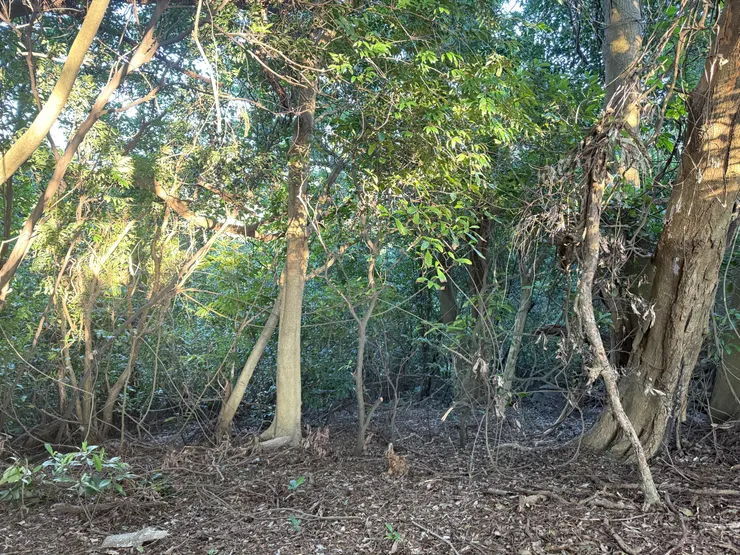 2025/12/07 上山看圓圓