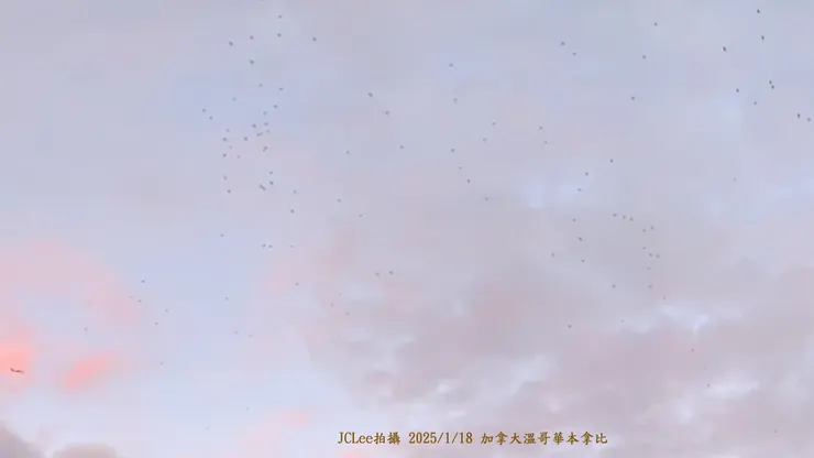 左下角是一架飛機，右上方是一群加拿大雁