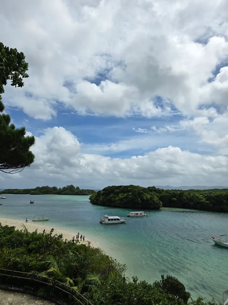 石垣藍，川平藍。