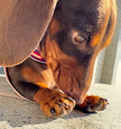 你媽豬肉的沙龍