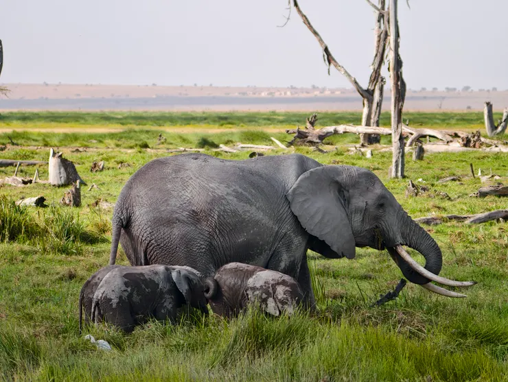 受孩子喜愛的大象阿姨