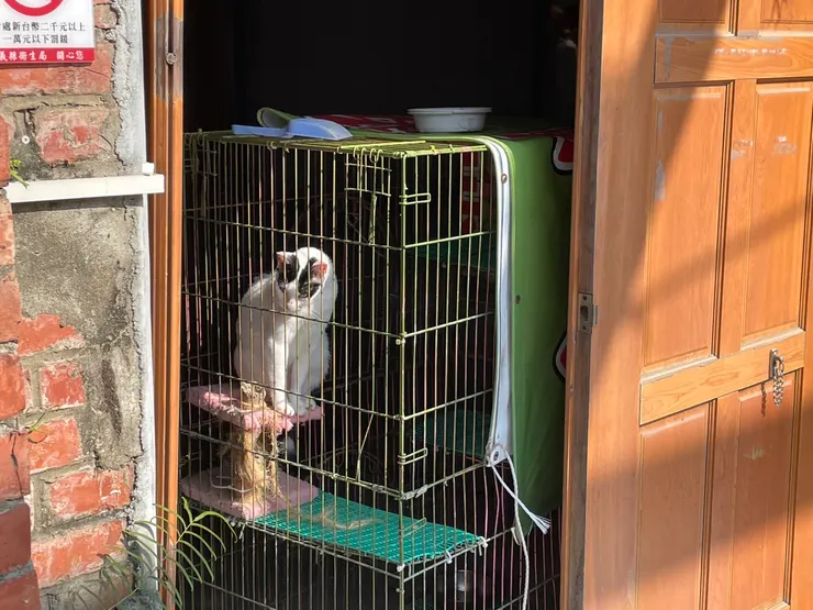 倉庫中的貓貓,裡面太空我就沒拍照了