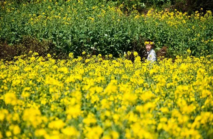 油菜花田@atlasobscura/Pinterest