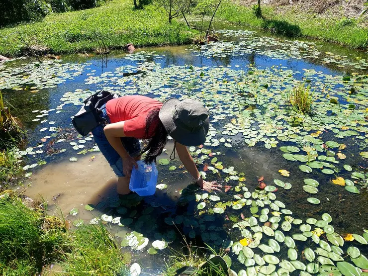 下到清澈見底的石門水梯田親手採摘蓴菜