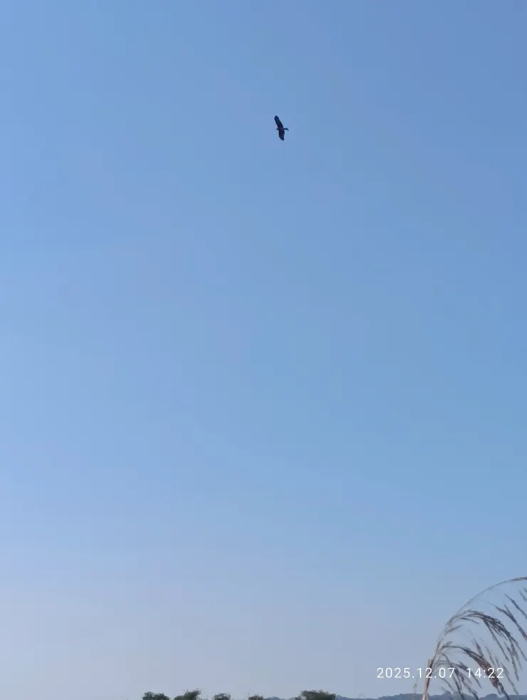 瓜田巡獵鷲橫空，皆自拍攝