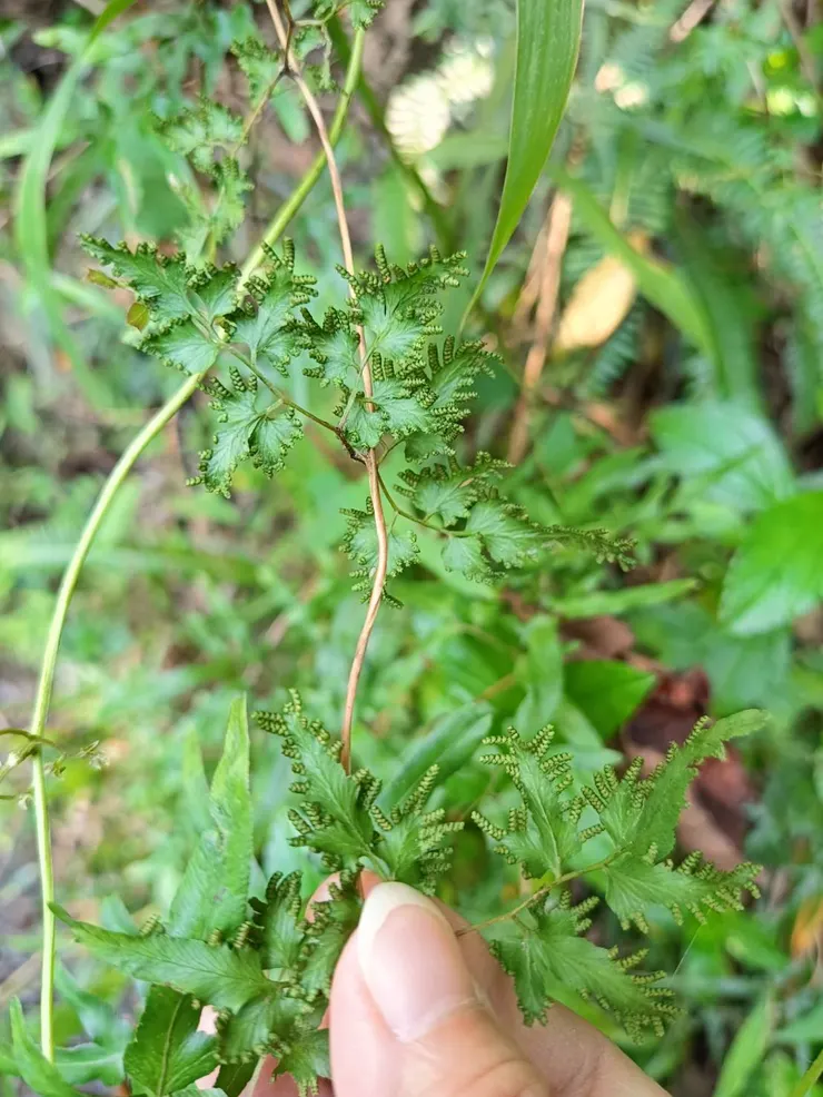 葉子兩旁有很多像小小手指般的葉背上長滿滿的孢子