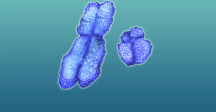 左邊為X染色體，右邊為Y染色體