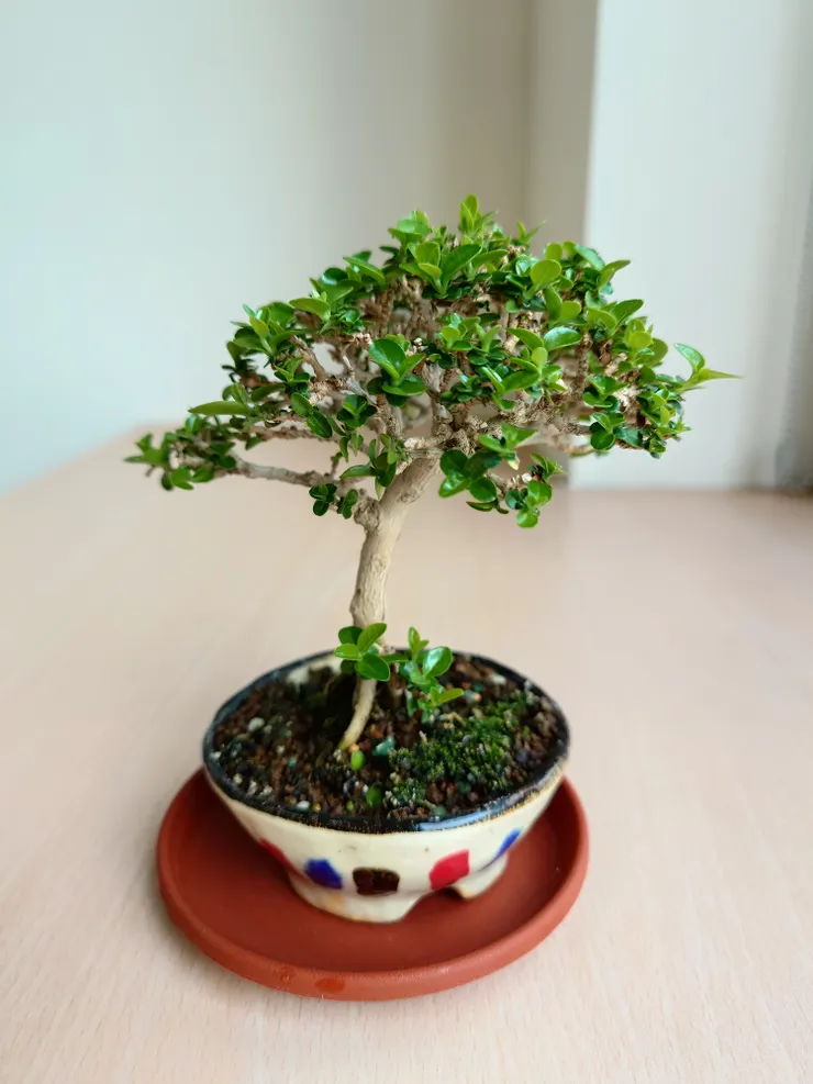 隨著天氣漸熱,四月抽新芽,看著很有活力。